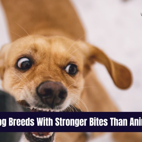10 Dog Breeds With Stronger Bites Than Animals