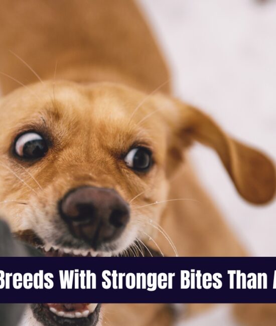 10 Dog Breeds With Stronger Bites Than Animals