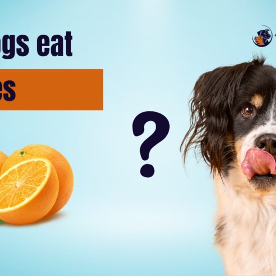 Can Dogs Have Oranges