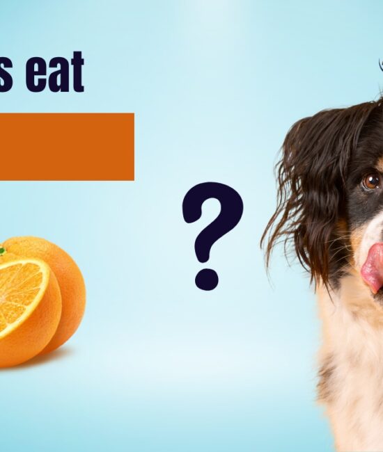 Can Dogs Have Oranges