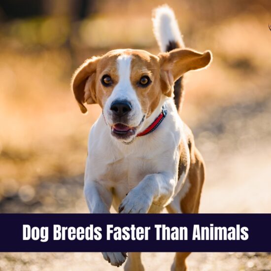 Dog Breeds Faster Than Animals