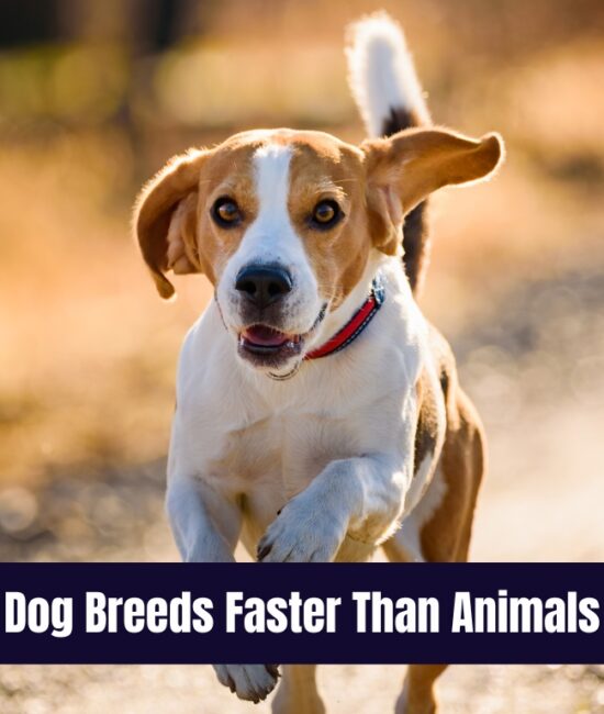 Dog Breeds Faster Than Animals