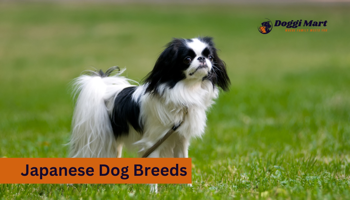 Japanese Dog Breeds