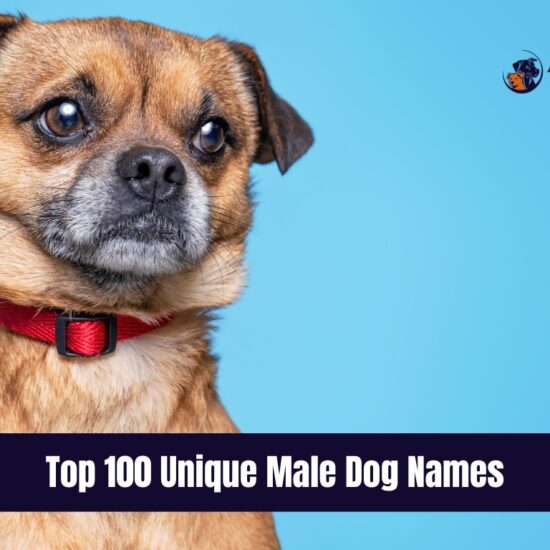 Top 100 Unique Male Dog Names