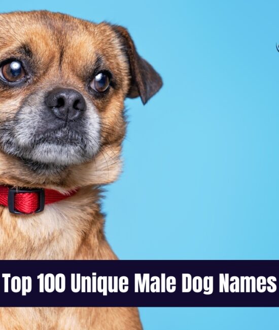 Top 100 Unique Male Dog Names