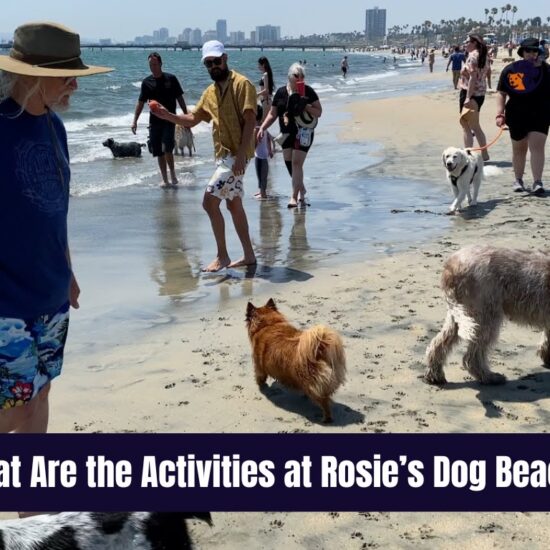 What Are the Activities at Rosie’s Dog Beach?