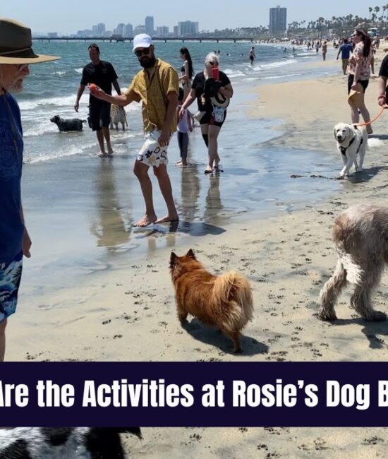 What Are the Activities at Rosie’s Dog Beach?