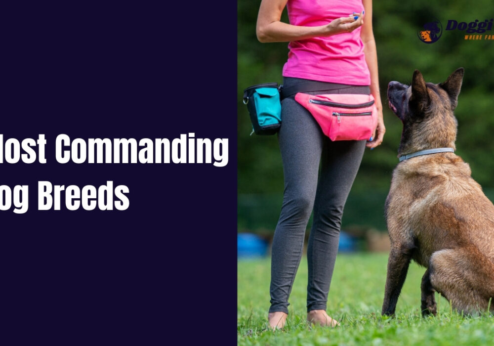 Most Commanding Dog Breeds