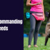 Most Commanding Dog Breeds