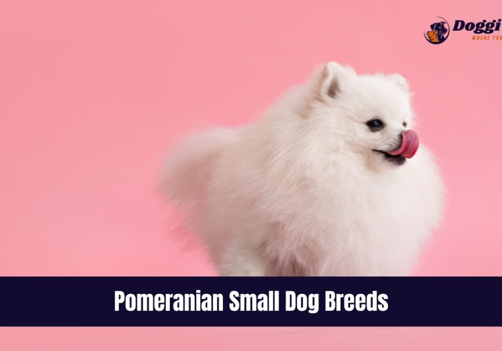 Pomeranian Small Dog Breeds