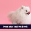 Pomeranian Small Dog Breeds
