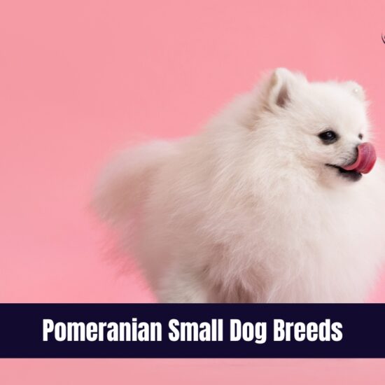 Pomeranian Small Dog Breeds