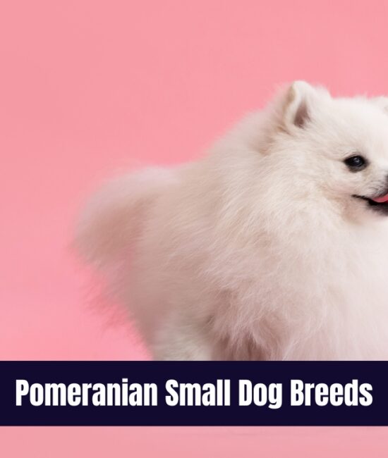 Pomeranian Small Dog Breeds