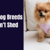 Small Dog Breeds That Don’t Shed or Bark