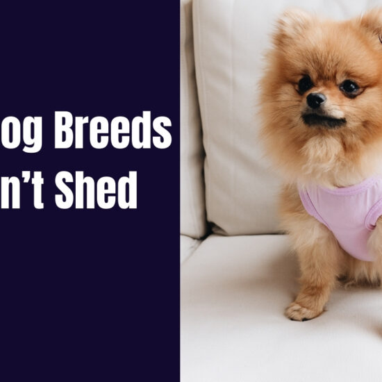 Small Dog Breeds That Don’t Shed or Bark