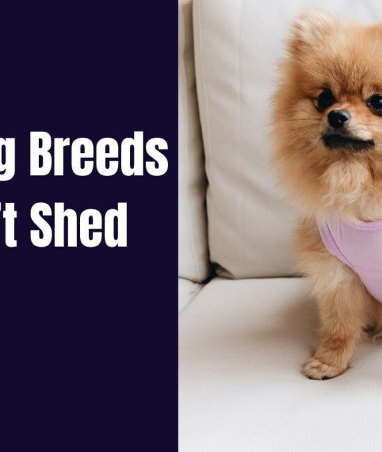 Small Dog Breeds That Don’t Shed or Bark