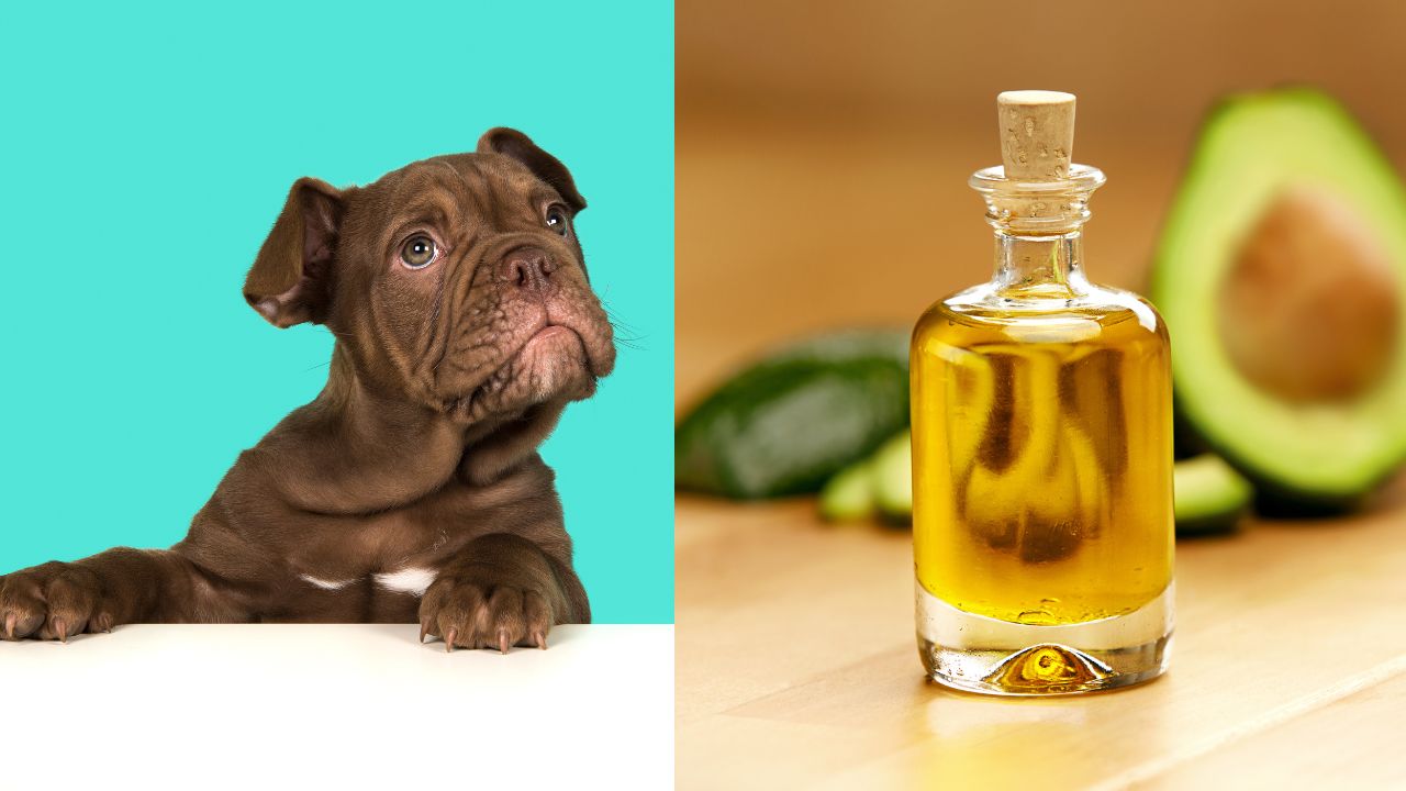 Can Dogs Have Avocado Oil