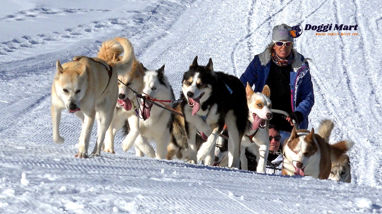 Dog Sledding in Lake Placid