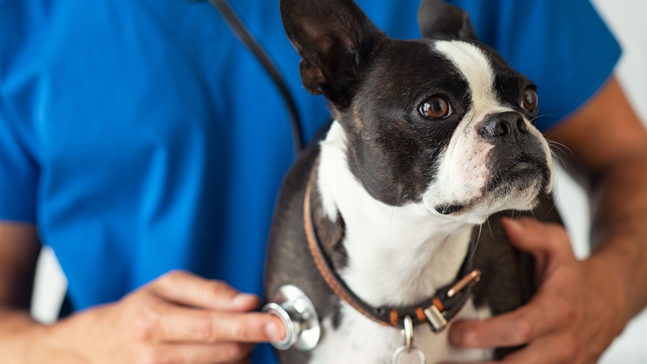 Emergency Animal Hospital in Colorado Springs for Dogs